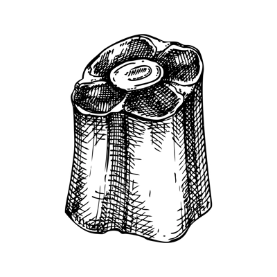 Vector raw oxtail with meat sketch. Hand drawn tail of cattle isolated on white background. Engraved food illustration for butchery, recipes, menu in vintage style.